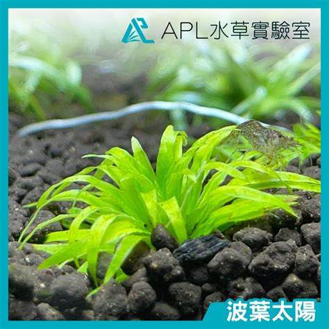 穀精水草|APL 水草實驗室